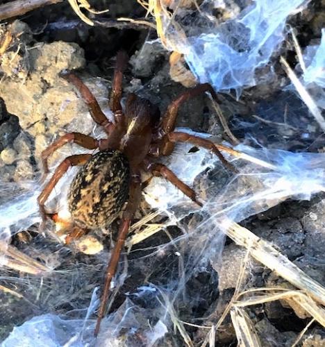 Lycosoides coarctata